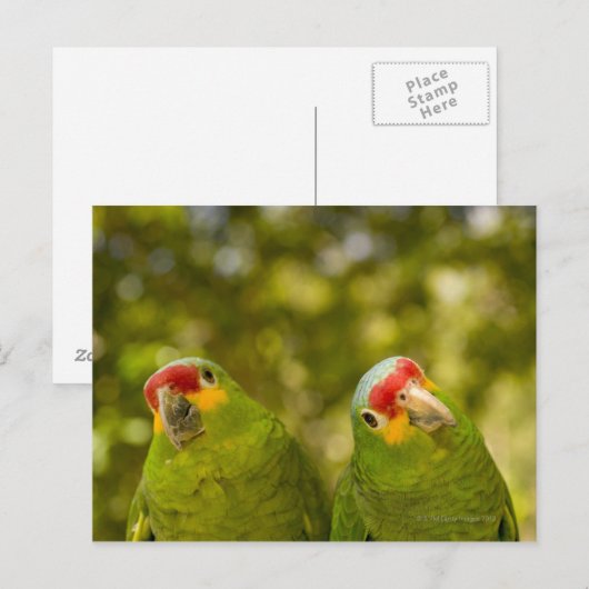 Copan, Honduras Postkarte (Vorne/Hinten)