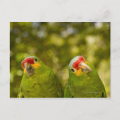 Copan, Honduras Postkarte (Vorderseite)