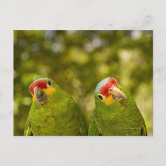 Copan, Honduras Postkarte (Vorderseite)