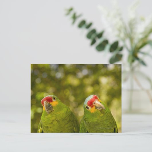 Copan, Honduras Postkarte (Stehend Vorderseite)