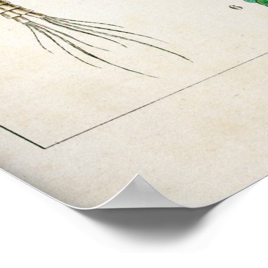 Copepoda (Krebstiere) Poster (Ecke)