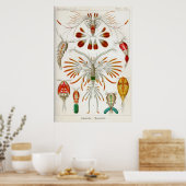 Copepoda (Krebstiere) Poster (Küche)