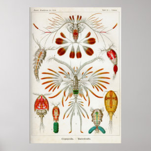Copepoda (Krebstiere) Poster