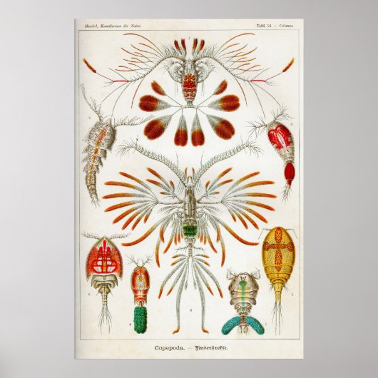 Copepoda (Krebstiere) Poster (Vorne)