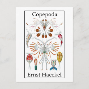 Copepoda von Ernst Haeckel Postkarte
