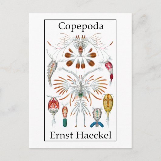 Copepoda von Ernst Haeckel Postkarte (Vorderseite)