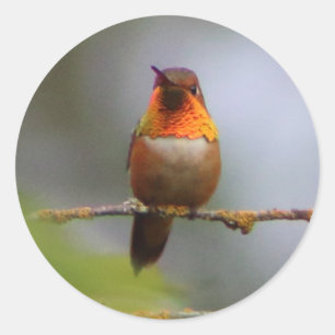 Copper Rufous Hummingbird Runder Aufkleber