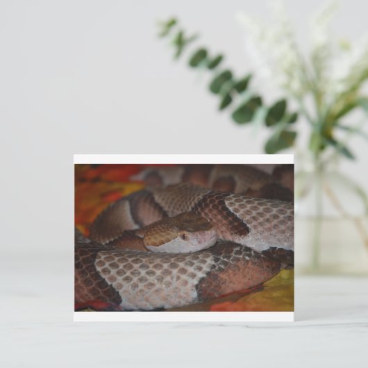 Copperhead Postkarte (Stehend Vorderseite)