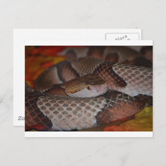 Copperhead Postkarte (Vorne/Hinten)