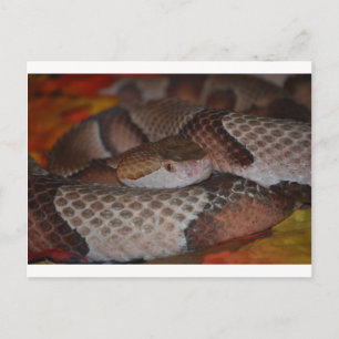 Copperhead Postkarte