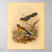 Coppingers Flycatcher Bird Vintag Print Poster (Vorne)