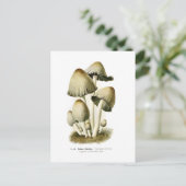 Coprinus atramentarius postkarte (Stehend Vorderseite)