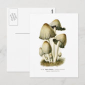 Coprinus atramentarius postkarte (Vorne/Hinten)