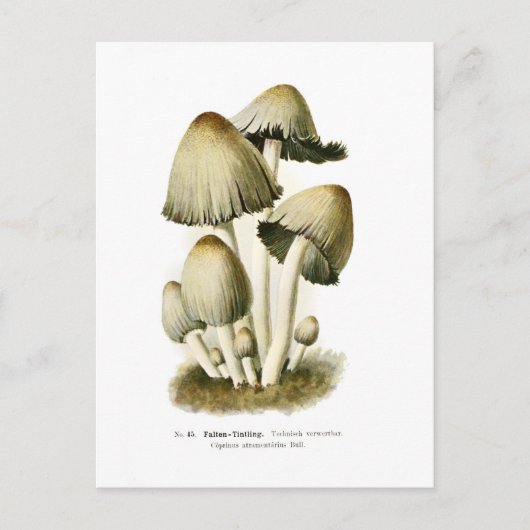 Coprinus atramentarius postkarte (Vorderseite)