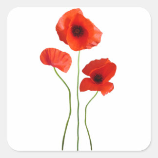 Coquelicot-Poppy Quadratischer Aufkleber