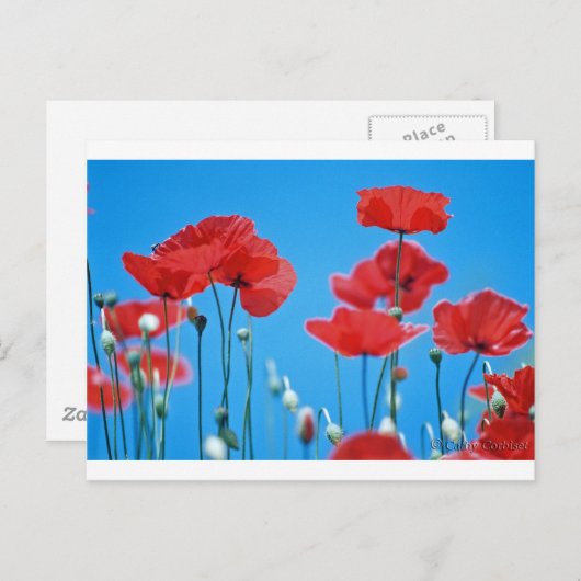 Coquelicots de Provence Postkarte (Vorne/Hinten)