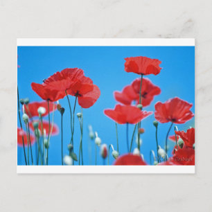 Coquelicots de Provence Postkarte