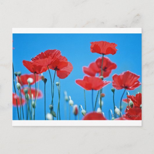 Coquelicots de Provence Postkarte (Vorderseite)