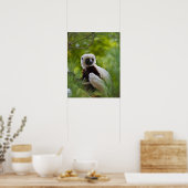 Coquerel-Sifaka im Wald 2 Poster (Küche)