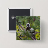 Coquerel-Sifaka im Wald Button (Vorne & Hinten)