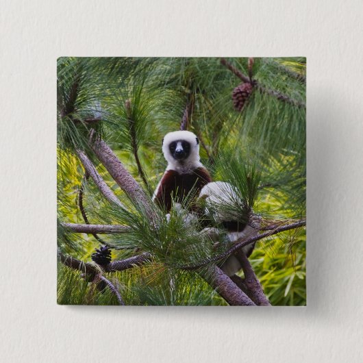 Coquerel-Sifaka im Wald Button (Vorderseite)