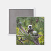 Coquerel-Sifaka im Wald Magnet (Vorderseite/Rückseite)