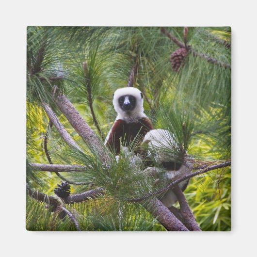 Coquerel-Sifaka im Wald Magnet (Vorne)