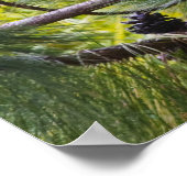 Coquerel-Sifaka im Wald Poster (Ecke)