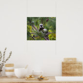 Coquerel-Sifaka im Wald Poster (Küche)