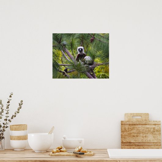 Coquerel-Sifaka im Wald Poster (Küche)