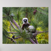 Coquerel-Sifaka im Wald Poster (Vorne)