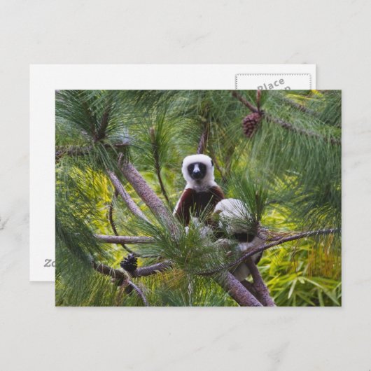 Coquerel-Sifaka im Wald Postkarte (Vorne/Hinten)