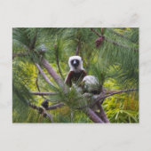 Coquerel-Sifaka im Wald Postkarte (Vorderseite)