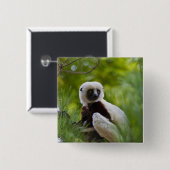 Coquerel's Sifaka in the forest 2 Button (Vorne & Hinten)