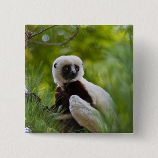 Coquerel's Sifaka in the forest 2 Button (Vorderseite)