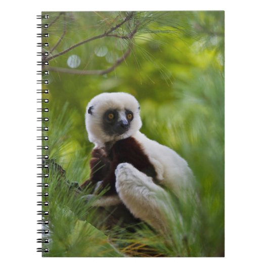 Coquerel's Sifaka in the forest 2 Notizblock (Vorderseite)