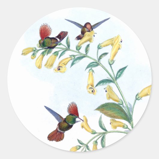 Coquette Hummingbird Bird Blume Stickers (Vorderseite)