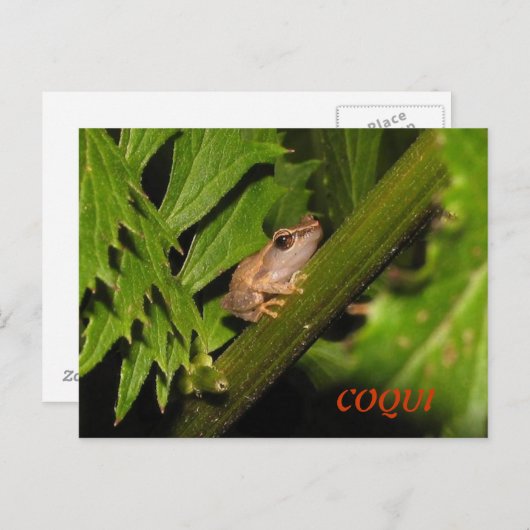 Coqui Postkarte (Vorne/Hinten)
