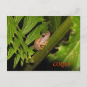 Coqui Postkarte (Vorderseite)