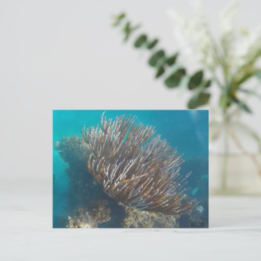 CORAL #1 POSTKARTE (Stehend Vorderseite)