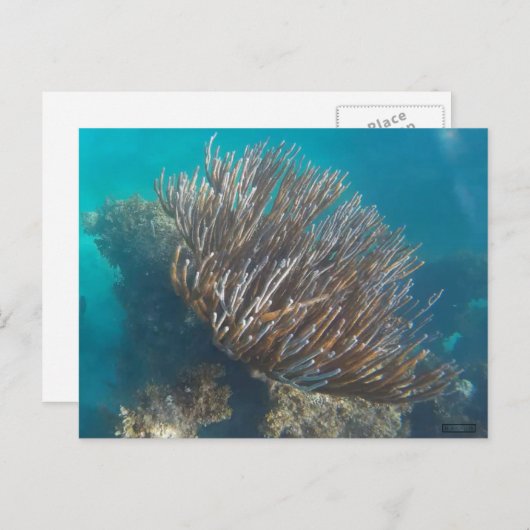 CORAL #1 POSTKARTE (Vorne/Hinten)