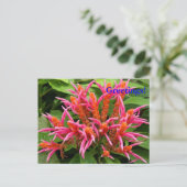 Coral Aphelandra Postcard Postkarte (Stehend Vorderseite)