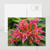 Coral Aphelandra Postcard Postkarte (Vorne/Hinten)