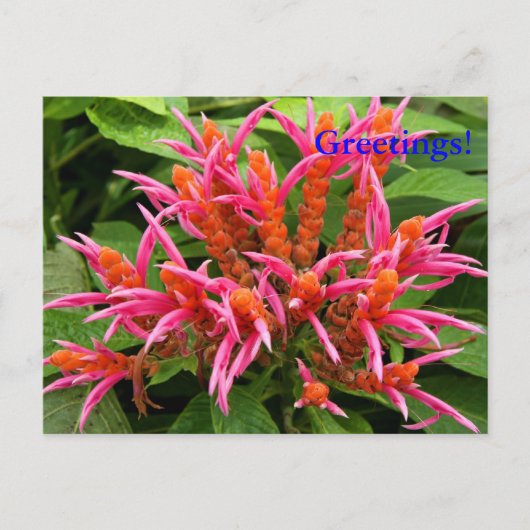 Coral Aphelandra Postcard Postkarte (Vorderseite)