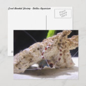 Coral Banded Shrimp Postkarte (Vorne/Hinten)