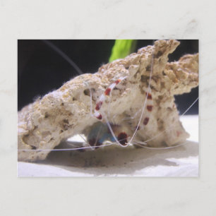 Coral Banded Shrimp Postkarte