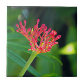 Coral Bush in Blüte Fliese (Vorderseite)