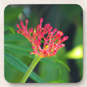 Coral Bush in Blüte Getränkeuntersetzer (Vorderseite)
