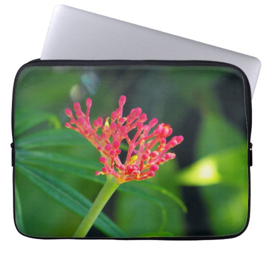 Coral Bush in Blüte Laptopschutzhülle (Vorderseite)