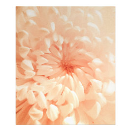 Coral Chrysanthemum Fotodruck